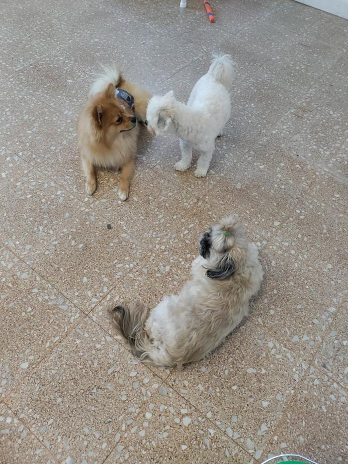 Borton's Doggy Play & Stay LLC - Burton, MI