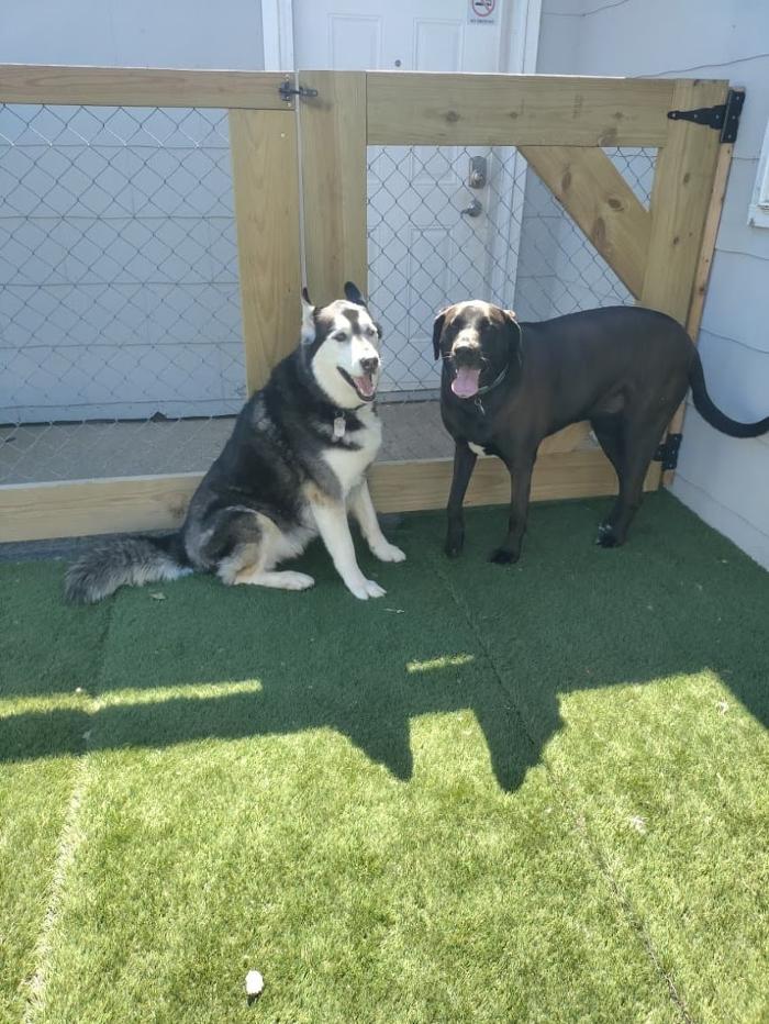 Borton's Doggy Play & Stay LLC - Burton, MI