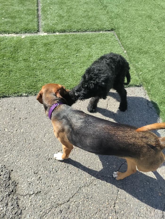 Borton's Doggy Play & Stay LLC - Burton, MI