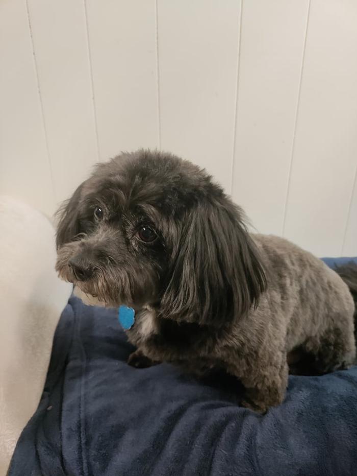 Borton's Doggy Play & Stay LLC - Burton, MI
