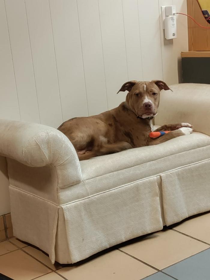 Borton's Doggy Play & Stay LLC - Burton, MI