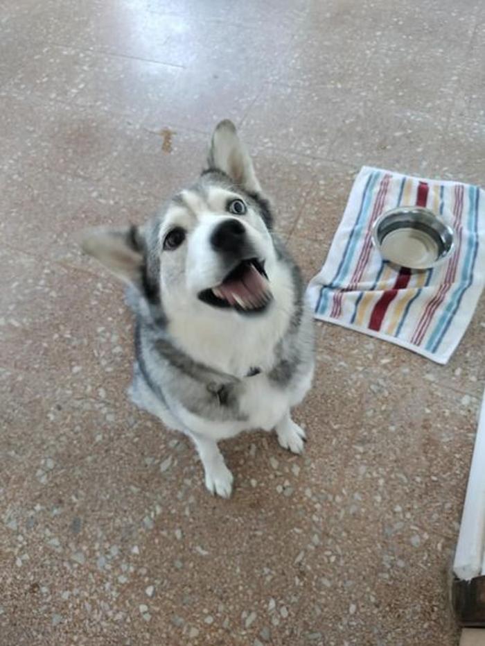 Borton's Doggy Play & Stay LLC - Burton, MI
