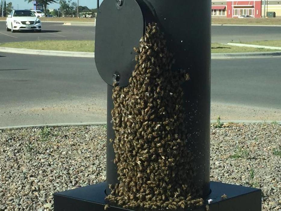 Ace Pest Control - Midland, TX