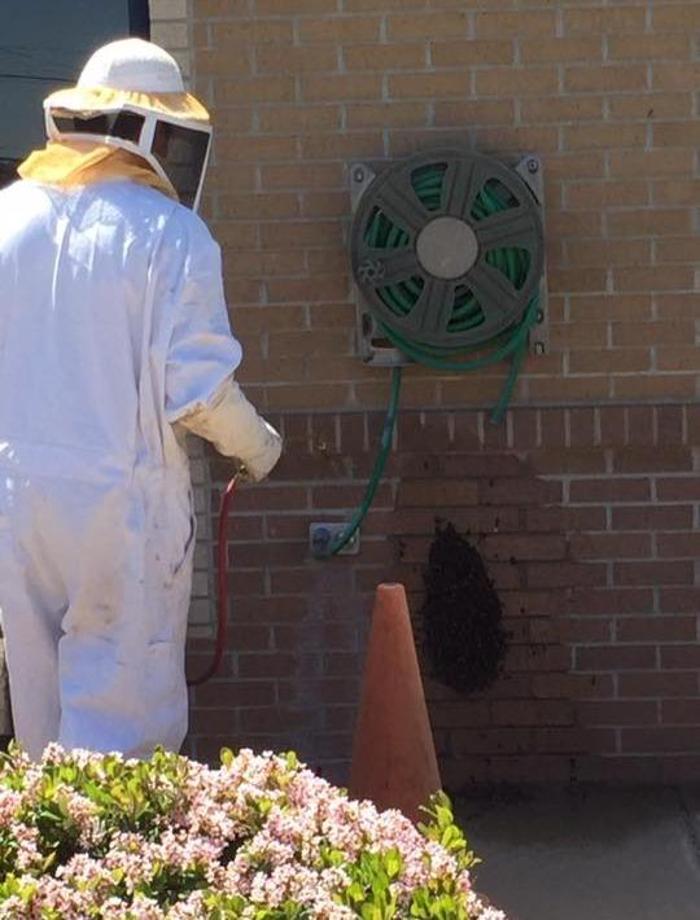 Ace Pest Control - Midland, TX