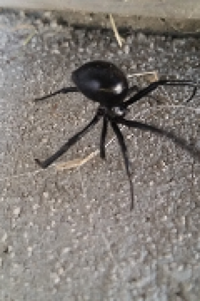 Bug Master Pest Control - Missoula, MT