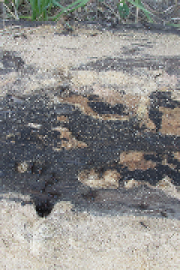 Bug Master Pest Control - Missoula, MT