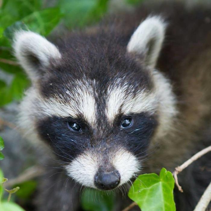 Mass Bay Wildlife Management Inc - Foxboro, MA