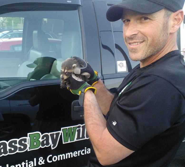 Mass Bay Wildlife Management Inc - Foxboro, MA