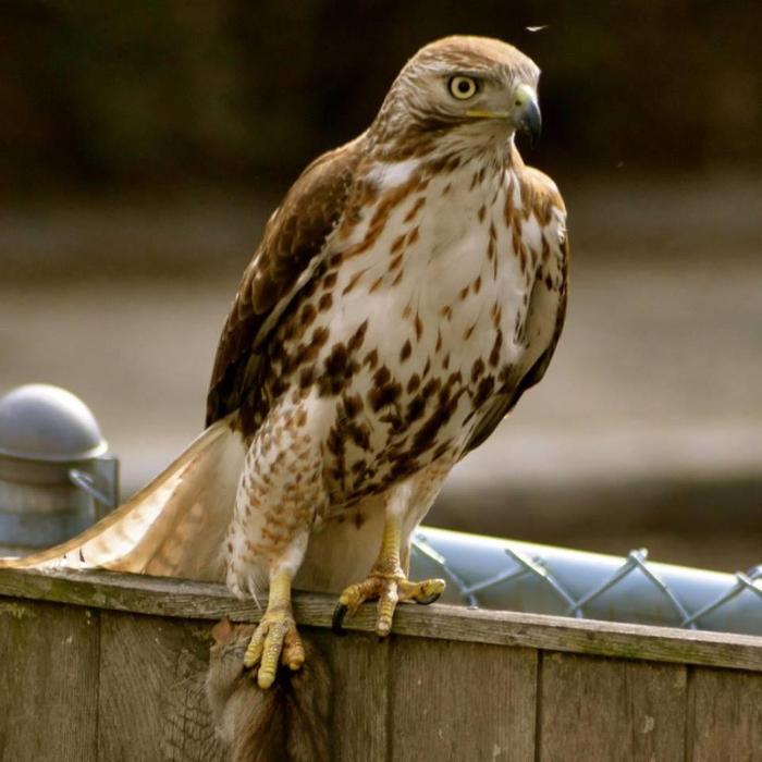 Mass Bay Wildlife Management Inc - Foxboro, MA