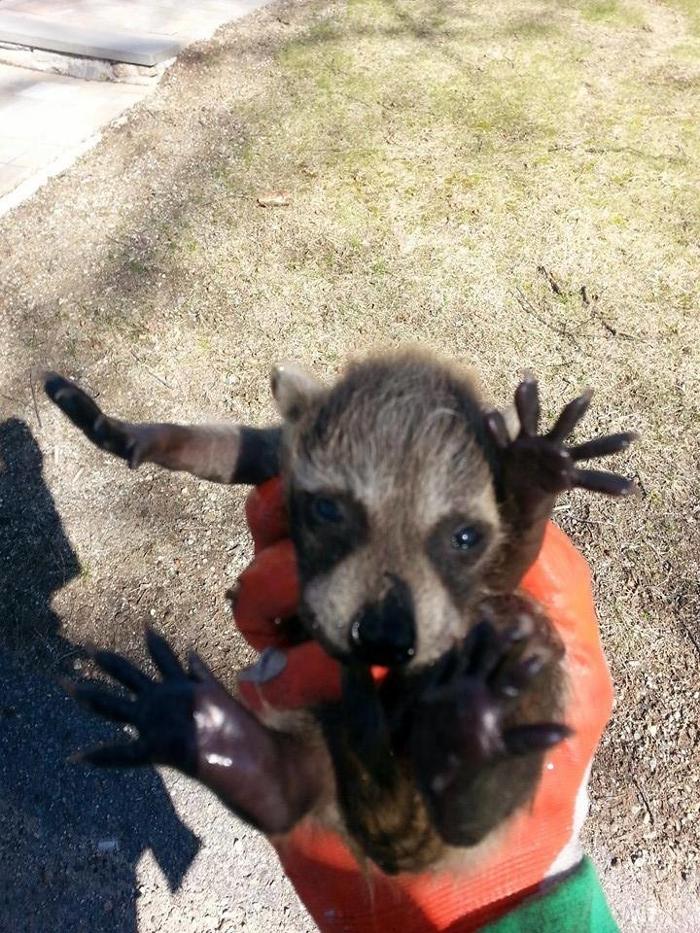 Mass Bay Wildlife Management Inc - Foxboro, MA