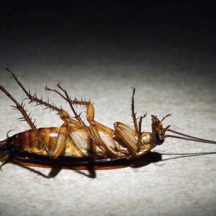 Town and Country Pest Solutions, LLC - Kissimmee, FL