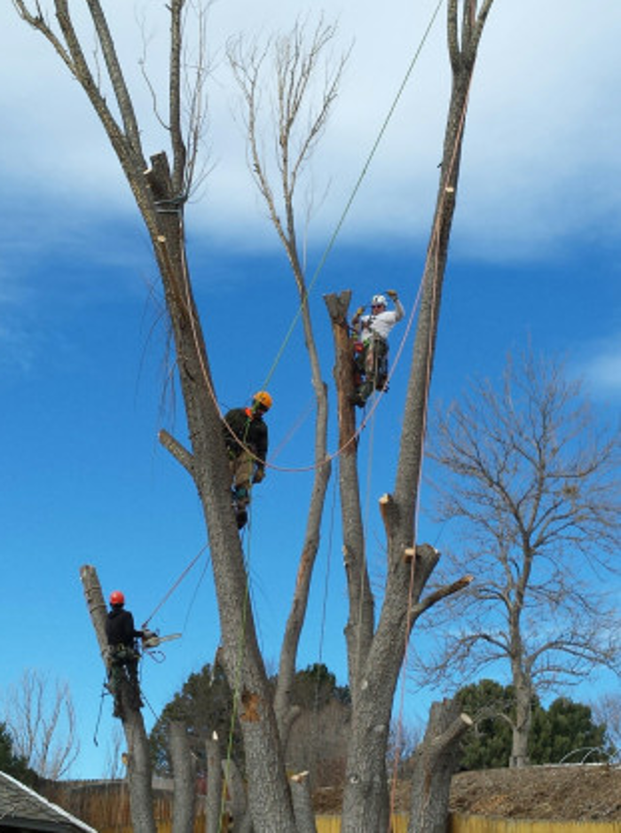 Urban Forest Services - Denver, CO