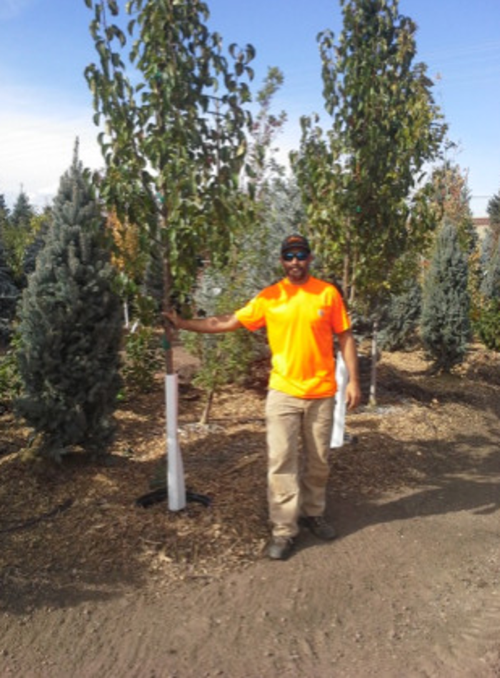 Urban Forest Services - Denver, CO