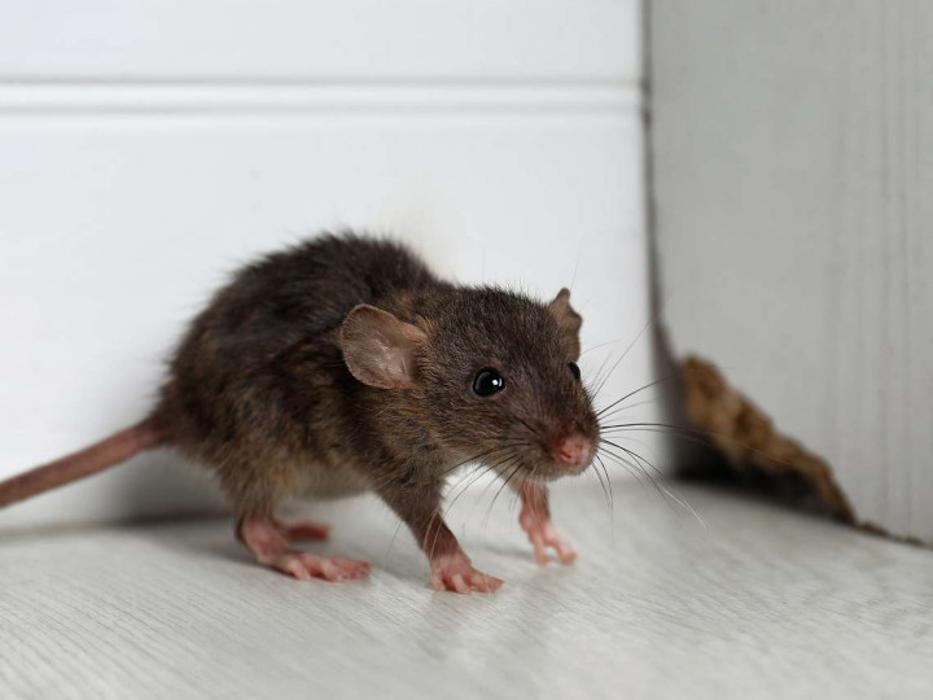 Pest Management Services, Inc. - Riverdale, IL