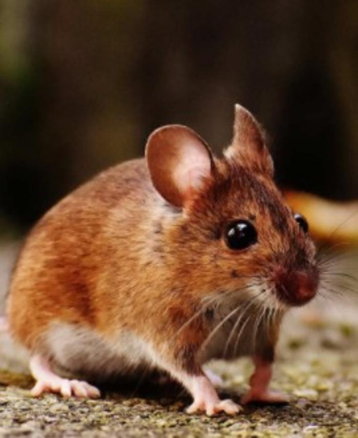 Ultra Safe Pest Management - Canton, MA