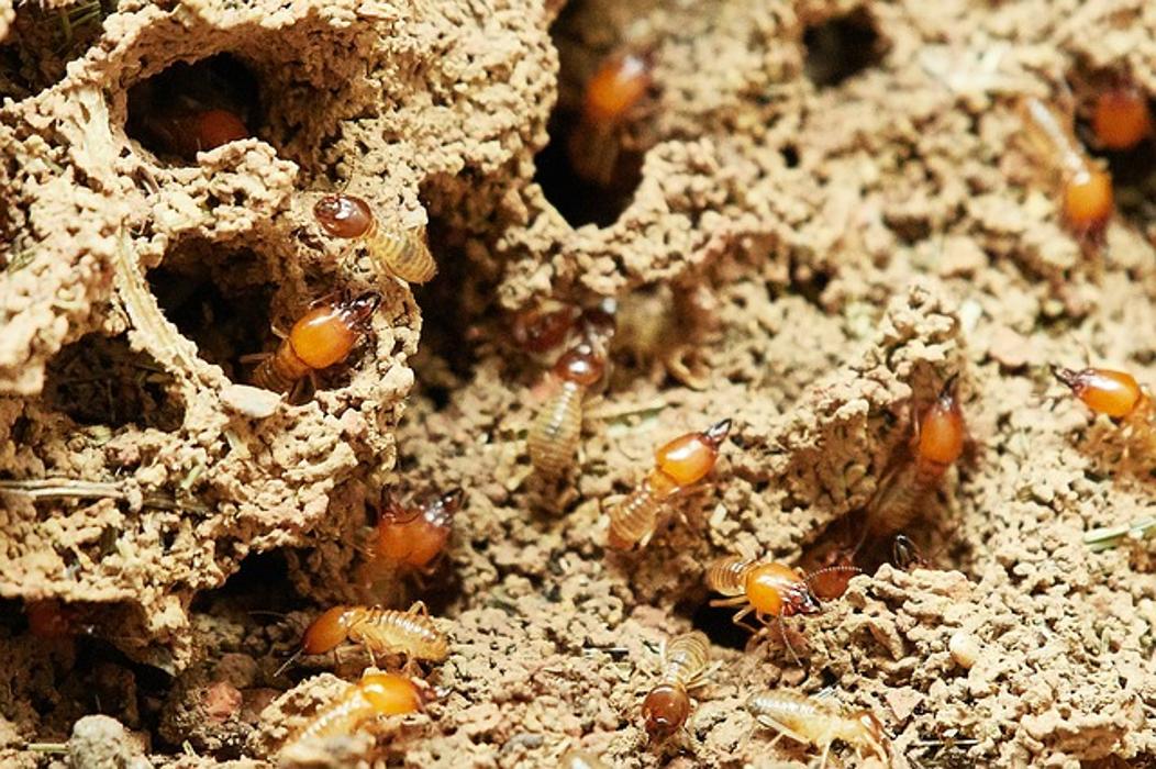 Ultra Safe Pest Management - Canton, MA