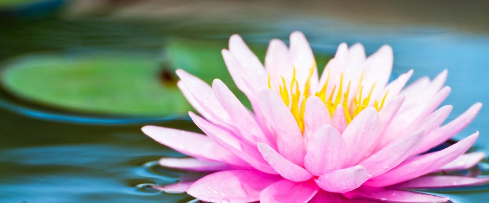 Green Solutions Cleaning Services - Davenport, FL