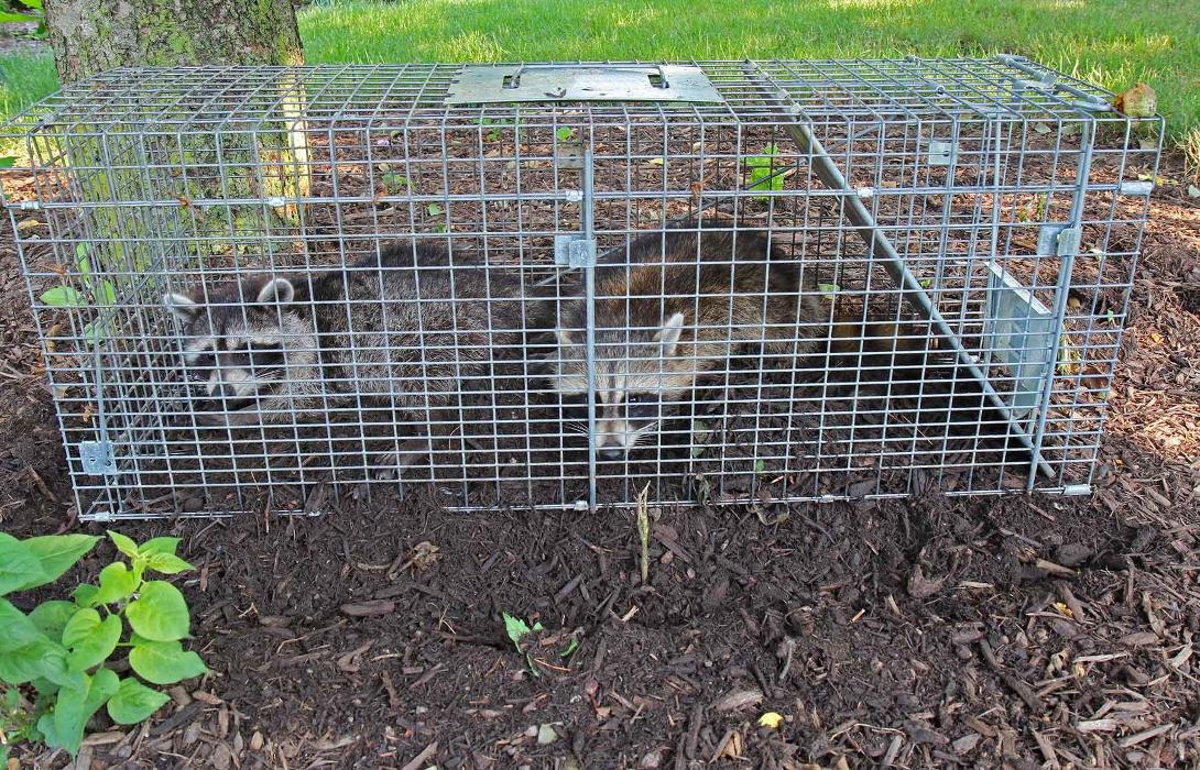 Proteck Wildlife Solutions - Winter Springs, FL