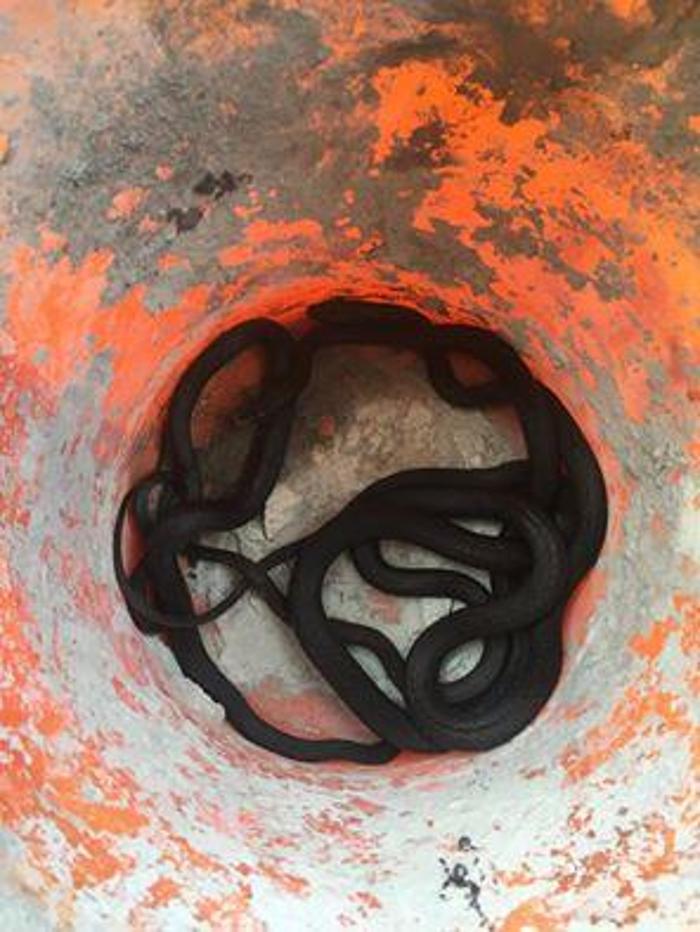 Proteck Wildlife Solutions - Winter Springs, FL