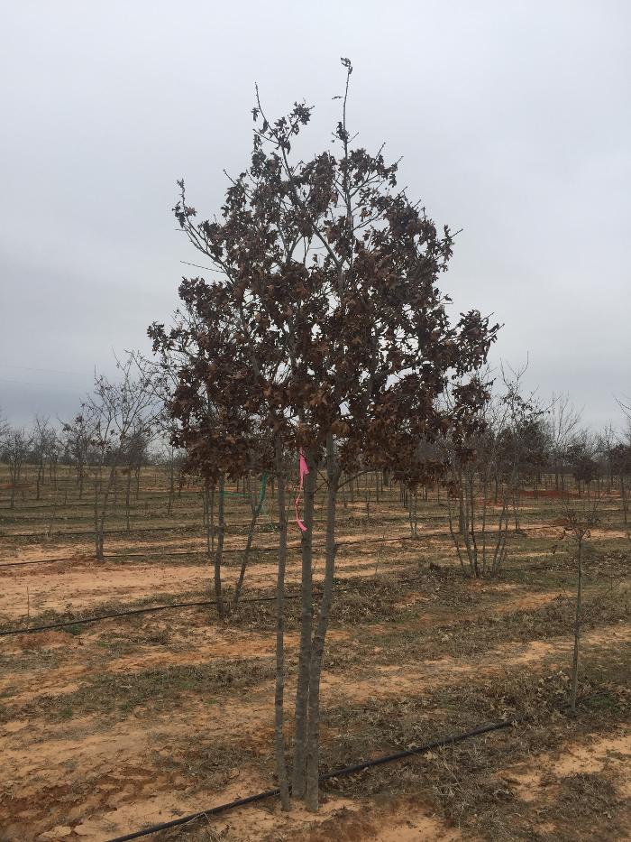 Tree Loving Care - Midland, TX
