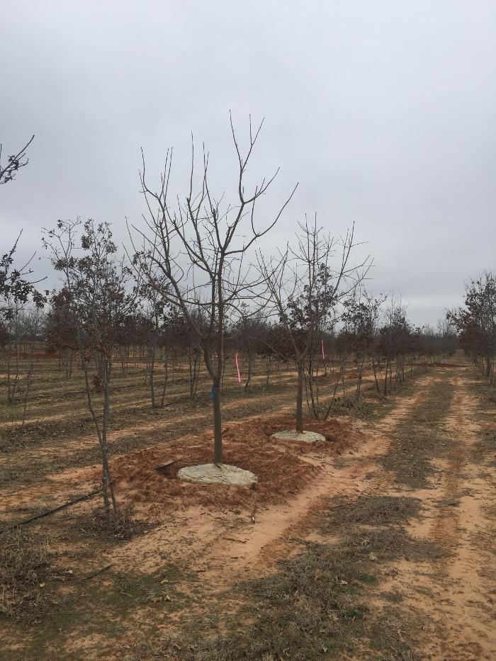 Tree Loving Care - Midland, TX