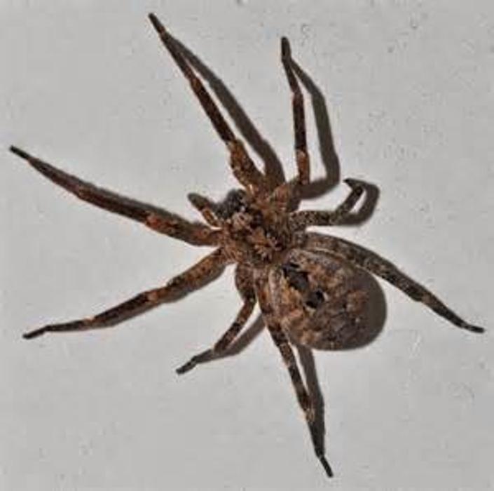 Magnolia Pest Solutions - Magnolia, TX