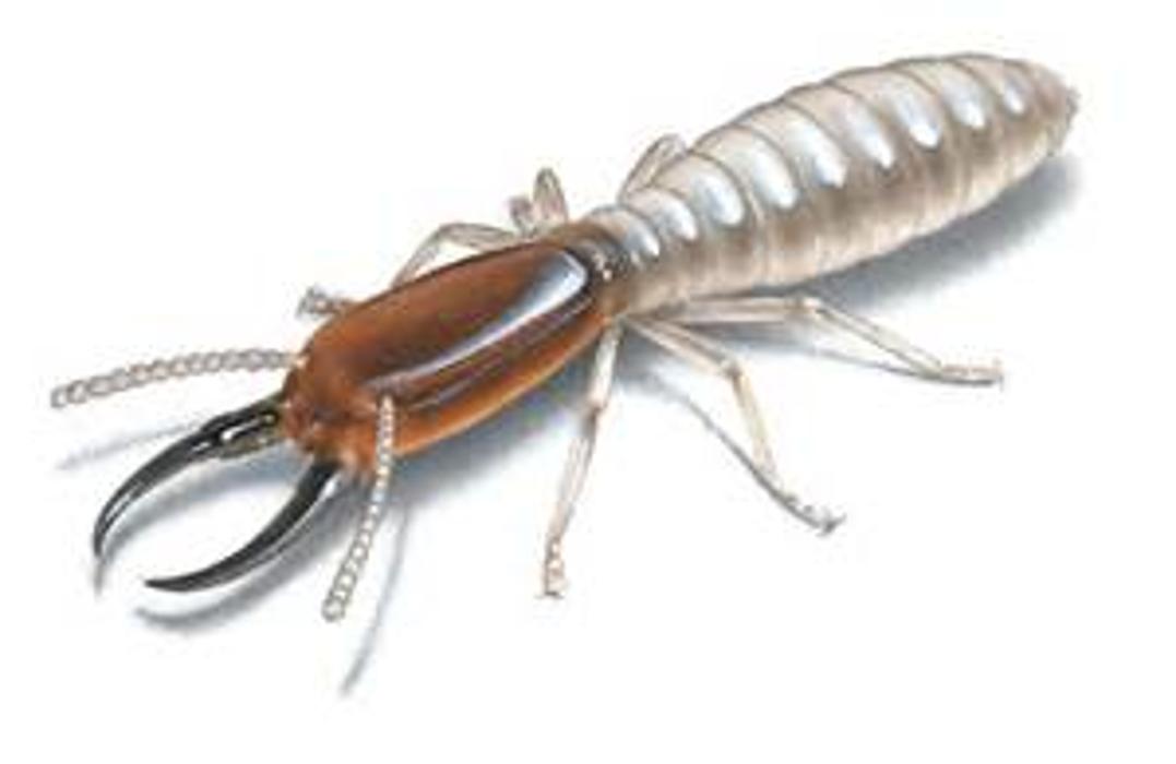 Magnolia Pest Solutions - Magnolia, TX