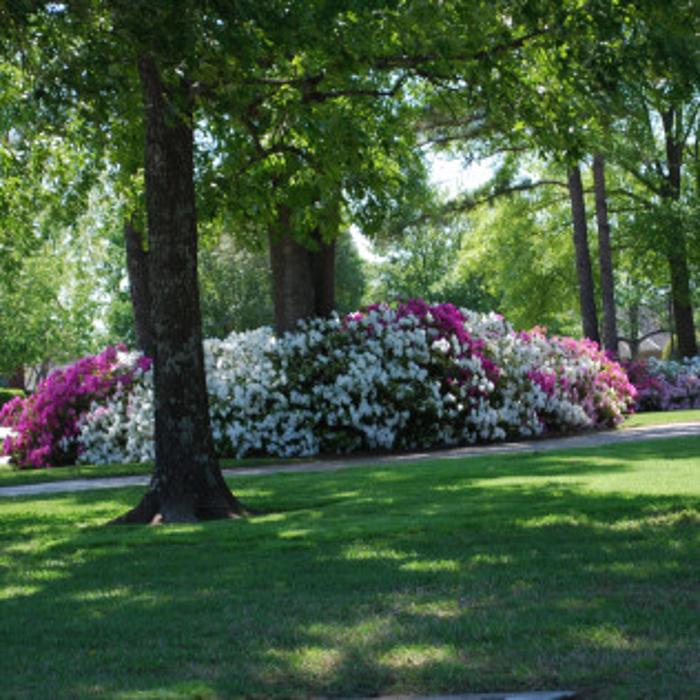 Harris Lawn Care - Bossier City, LA