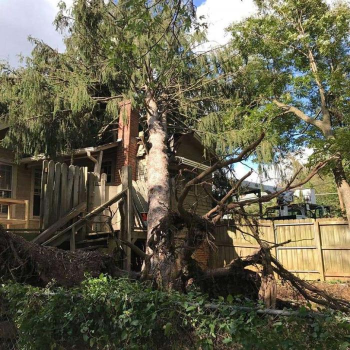 Tree Tech WNC - Morganton, NC