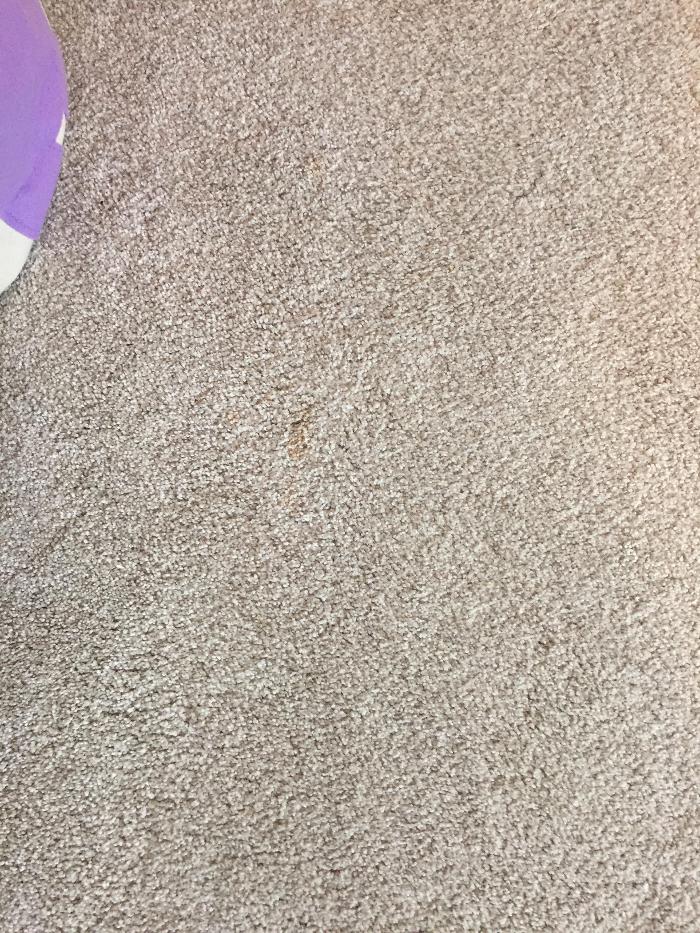 Classic Carpet Care Inc. - Ypsilanti, MI