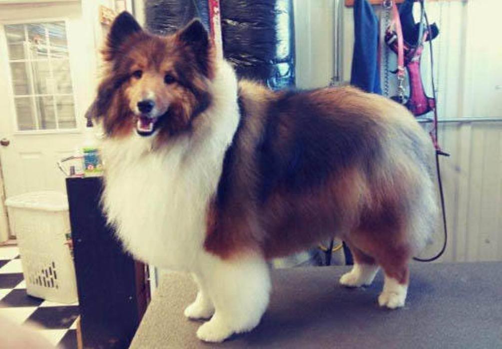 Kennelz and Bitz - Moose Lake, MN