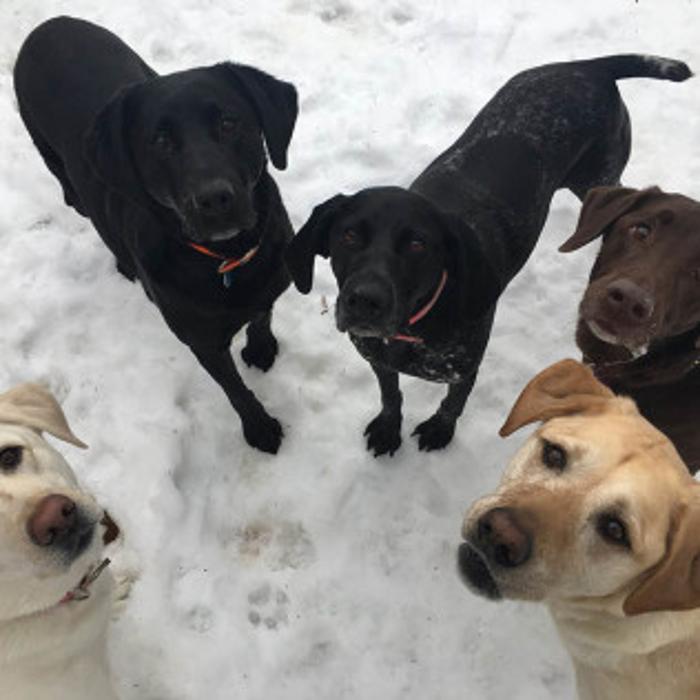 Kennelz and Bitz - Moose Lake, MN