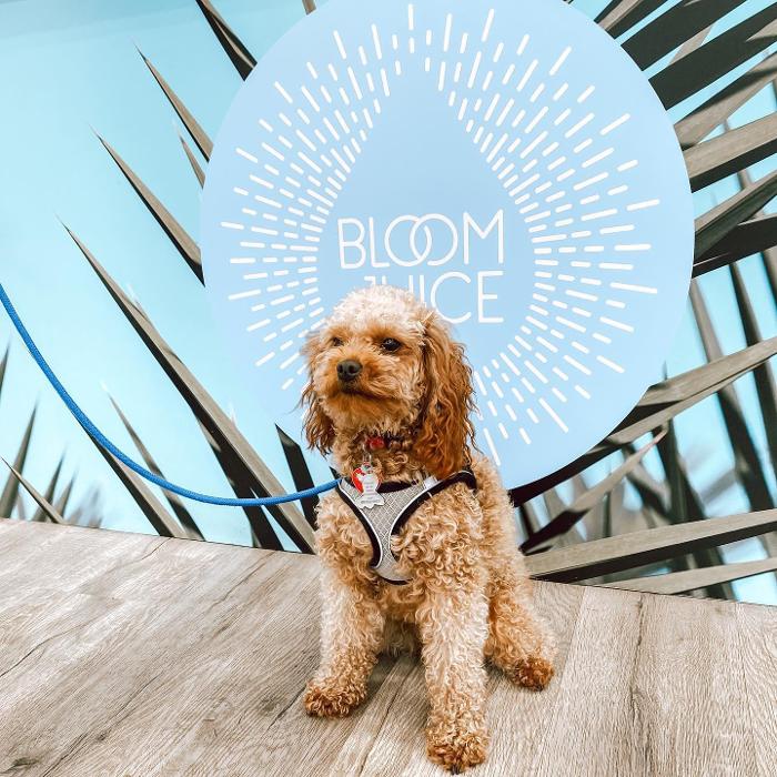 Bloom Juice - Redmond, WA