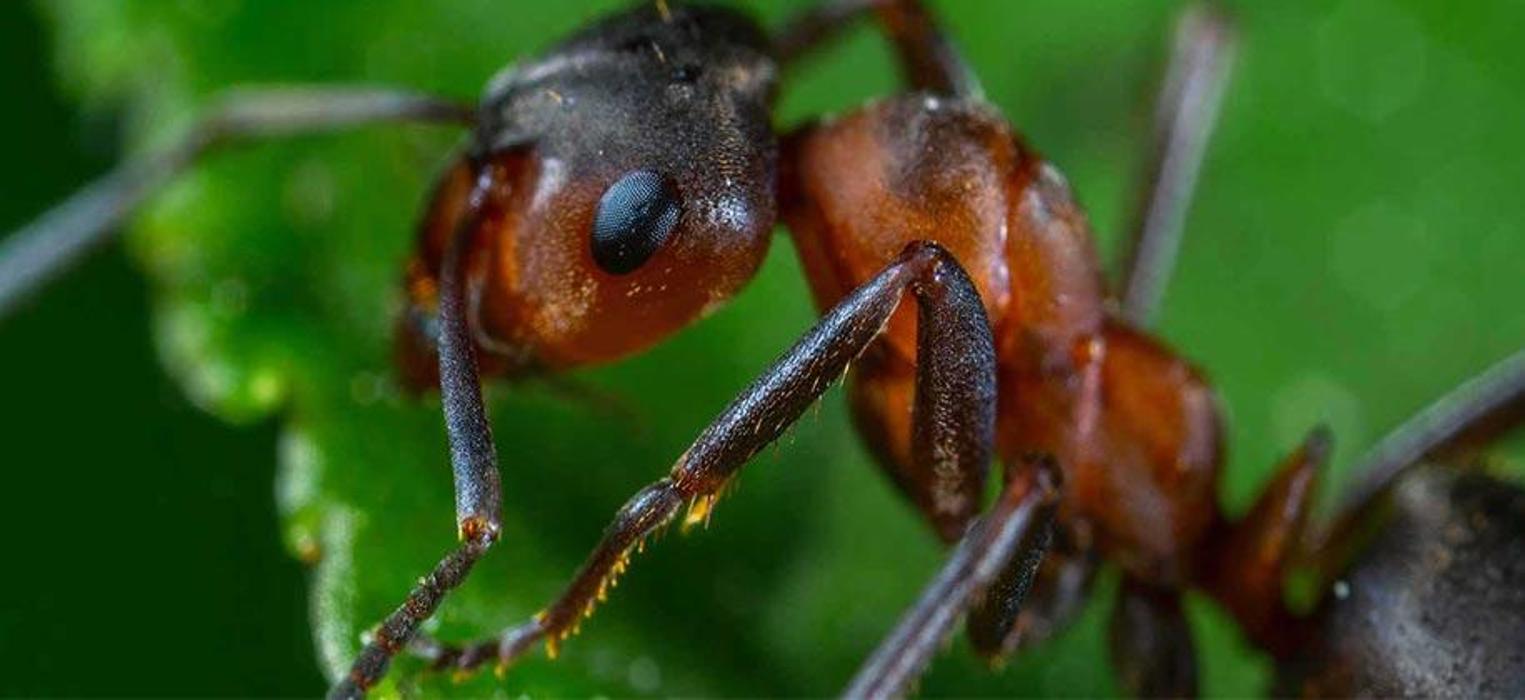 Gager Pest Control Inc. - Sanford, FL