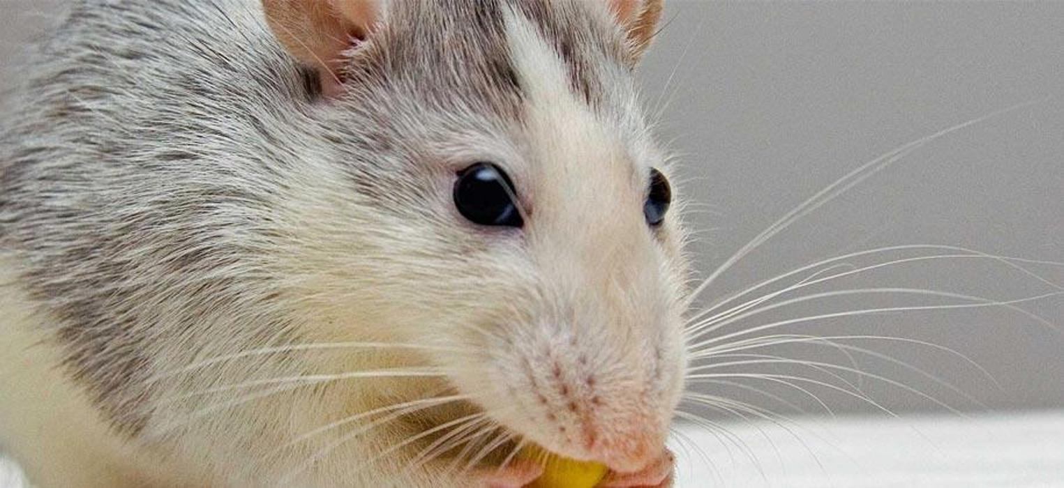 Gager Pest Control Inc. - Sanford, FL