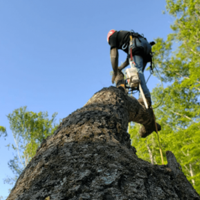 Osorio Tree Service - Lagrangeville, NY