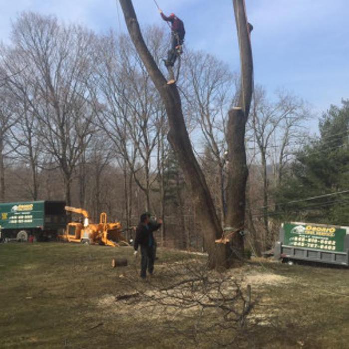 Osorio Tree Service - Lagrangeville, NY