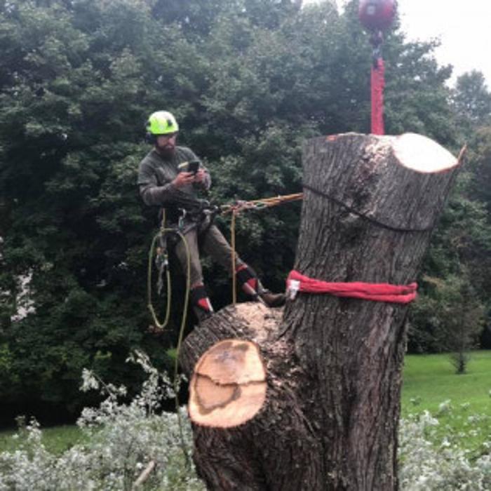 Osorio Tree Service - Lagrangeville, NY