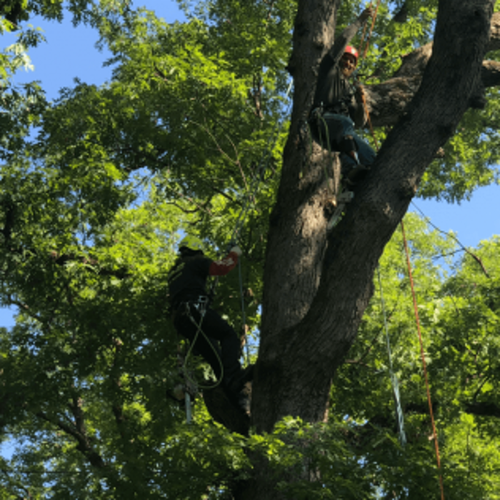 Osorio Tree Service - Lagrangeville, NY