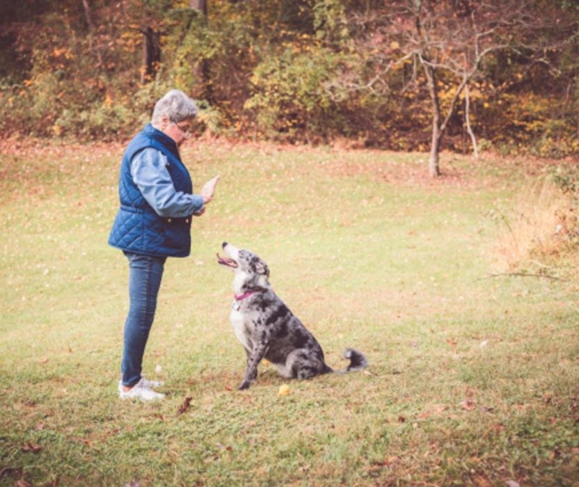 Capitol Area Dog Training and Behavior Consulting - Germantown, MD