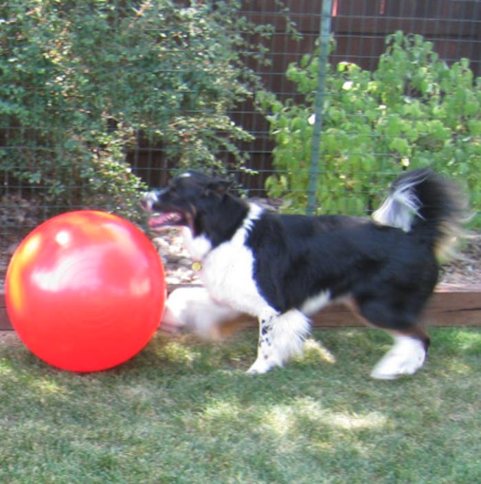 Capitol Area Dog Training and Behavior Consulting - Germantown, MD