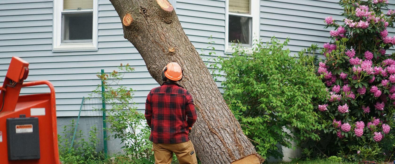 TreeMasters LLC - Brick, NJ