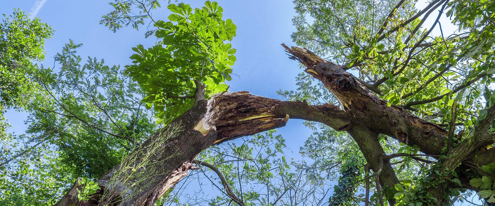 TreeMasters LLC - Brick, NJ