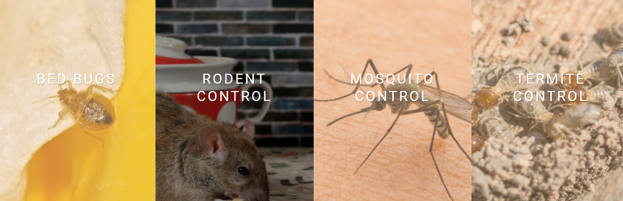 Direct'em Pest Solutions - Azusa, CA
