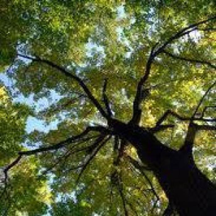 El Dorado Tree Service - El Dorado, AR