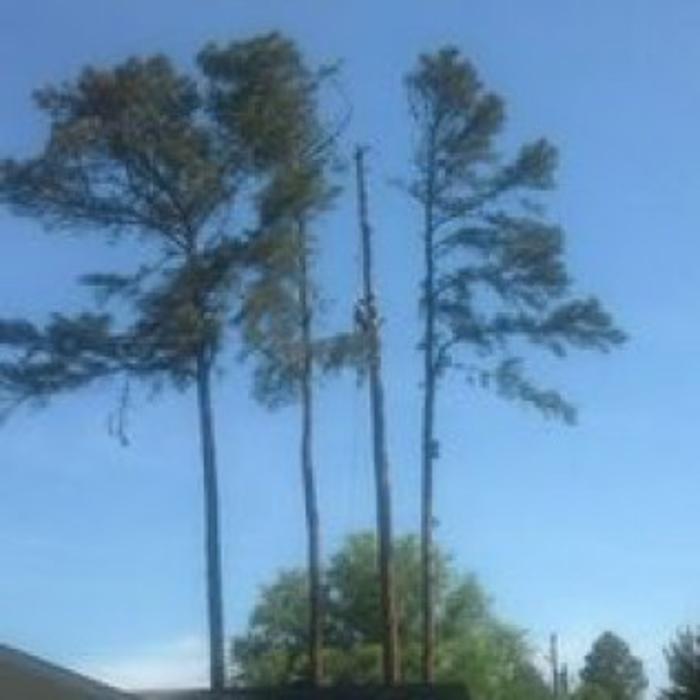 El Dorado Tree Service - El Dorado, AR