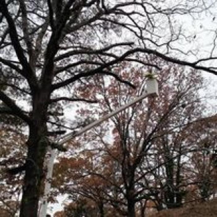El Dorado Tree Service - El Dorado, AR