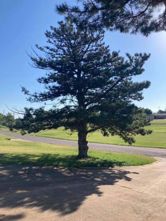 Starting Over Lawn & Tree Service LLC - Lawton, OK