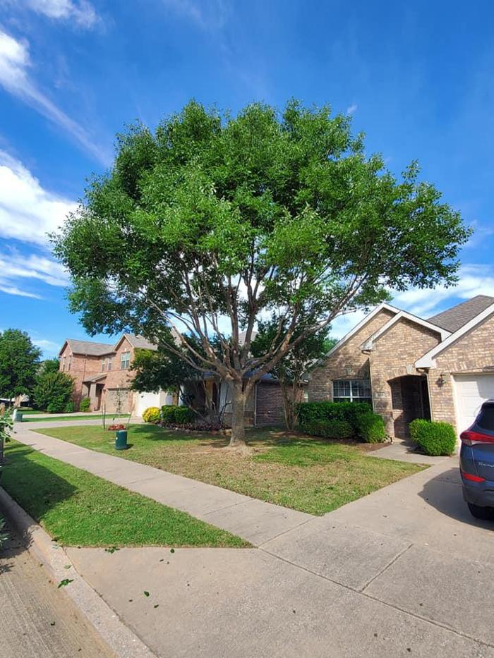 Collum Tree Experts - Little Elm, TX