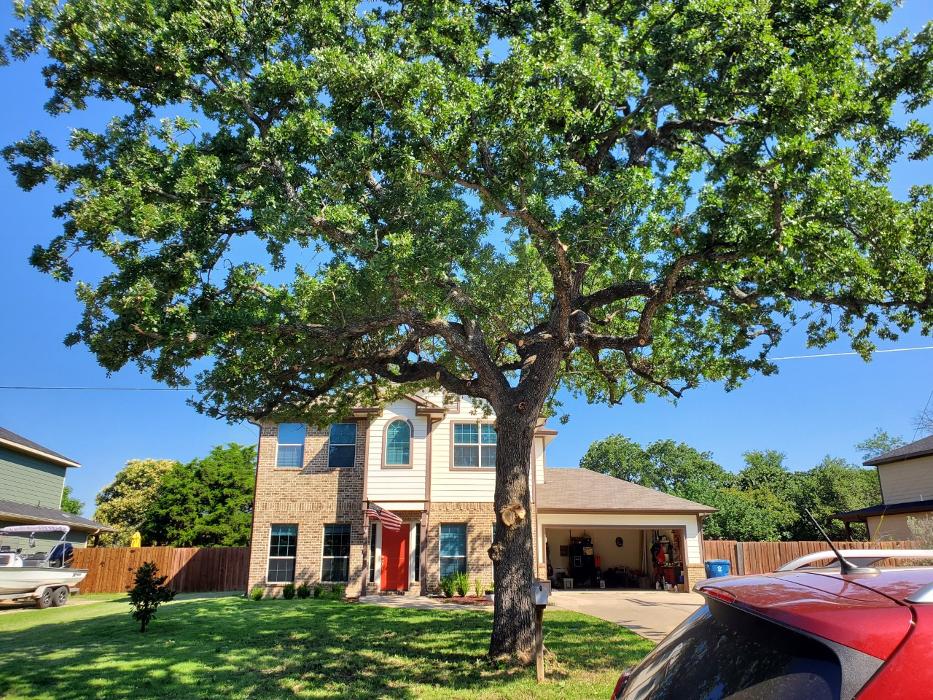 Collum Tree Experts - Little Elm, TX